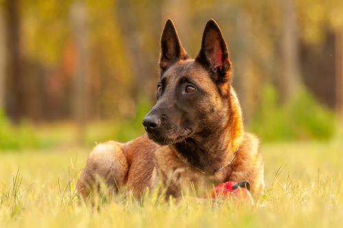 best-dogs-for-personal-protection