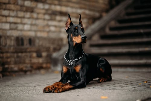 doberman-pinscher-family-protection-dogs-for-sale