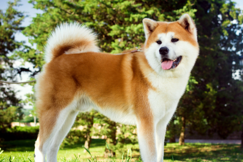 akita-family-protection-dogs-for-sale