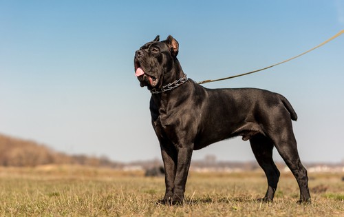 cane-corso-family-protection-dogs-for-sale