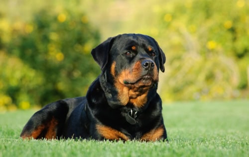 Rottweiler protection dogs