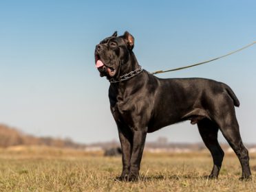 Cane Corso protection dogs for sale