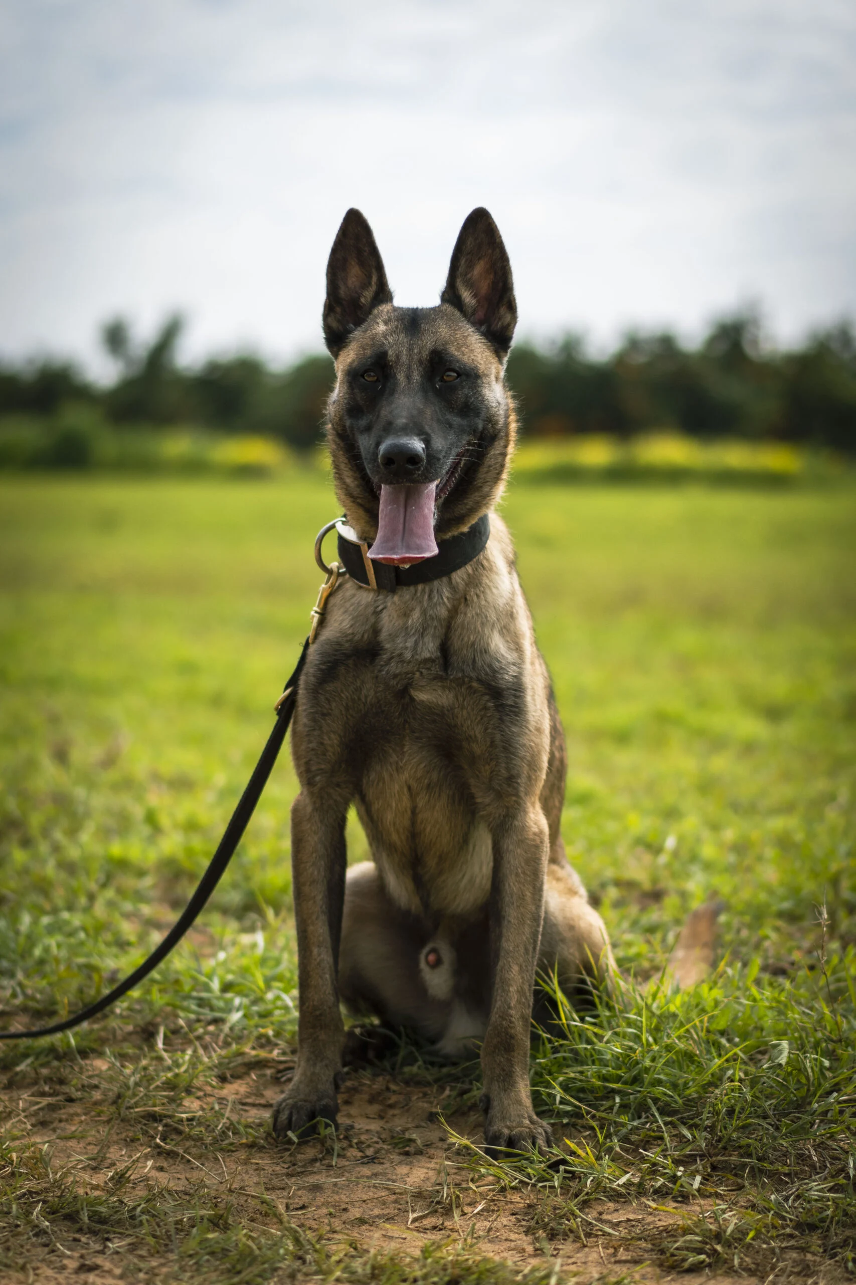 Belgian Malinois sitting in a grassy field, showcasing its alert demeanor and strong build, relevant to discussions on protection dog breeds and their characteristics.