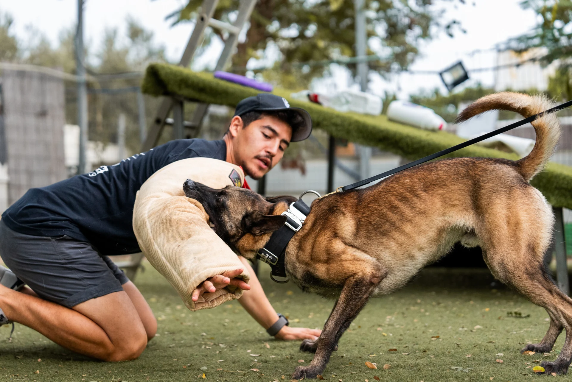 Trainer engaging with a Belgian Malinois protection dog in training, demonstrating bite work with a padded sleeve in a secure outdoor setting.
