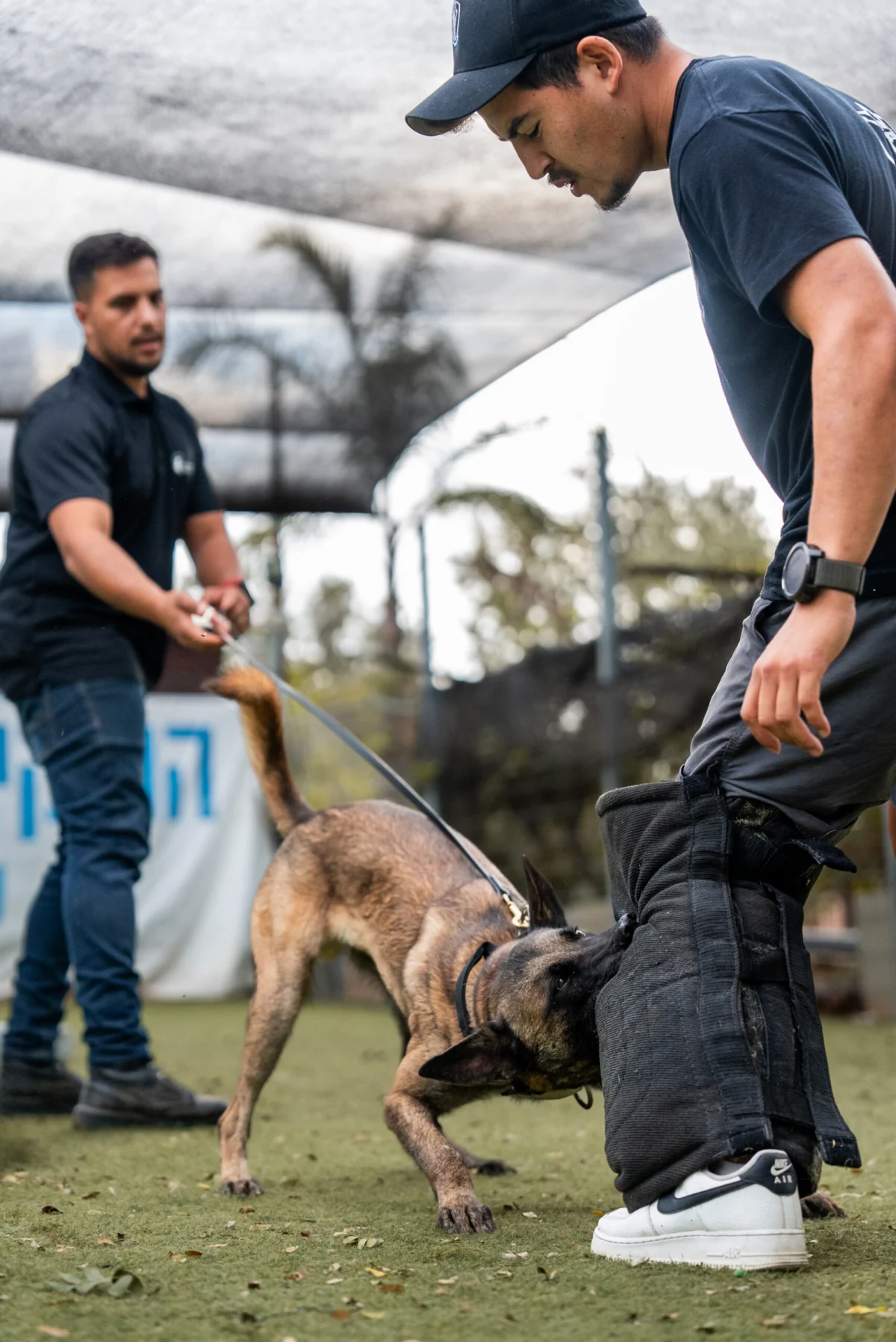 Two professional dog trainers doing bite work with a protection dog