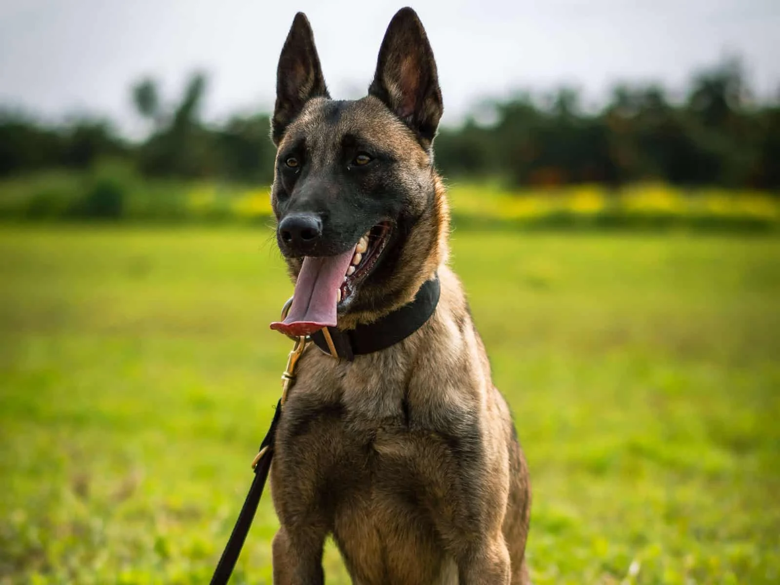 Highly trained protection dog in grassy field, demonstrating adaptability and gentleness.