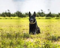 Black protection dog in field, Israel Protection K9 canine specialist.