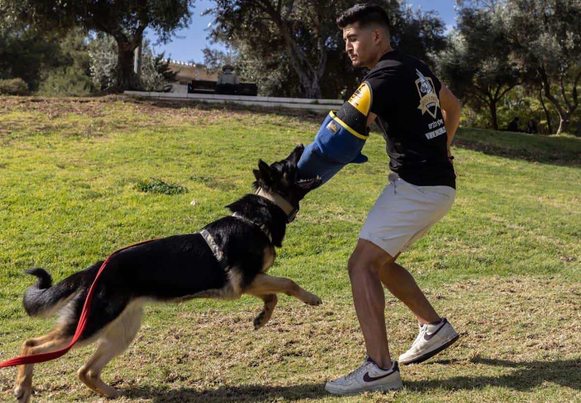 trained protection dogs