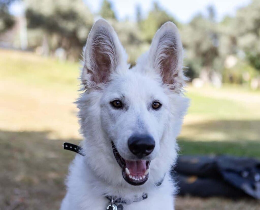 personal protection dog