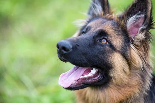 German Shepherd dog with a joyful expression, showcasing loyalty and alertness, ideal for companionship and protection for women living alone.