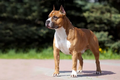 American Staffordshire Terrier standing confidently in a park, showcasing muscular build and gentle demeanor, ideal for companionship and protection.