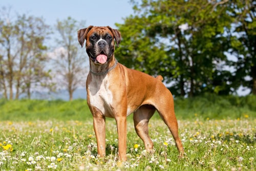 boxer-family-protection-dogs-for-sale