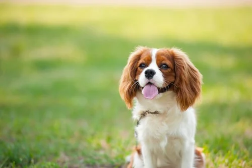Cavalier King Charles Spaniel sitting on grass, showcasing friendly demeanor and playful expression, ideal for companionship and affection.