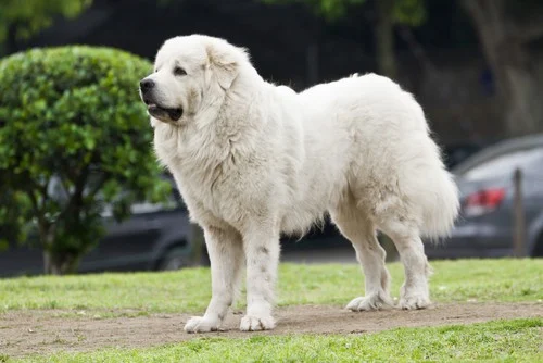 Great Pyrenees dog standing in a grassy area, showcasing its thick white coat and strong build, relevant for women seeking a loyal and protective companion.