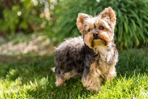 Yorkshire Terrier standing in grass, showcasing its feisty and energetic personality, suited for companionship and high-maintenance grooming.