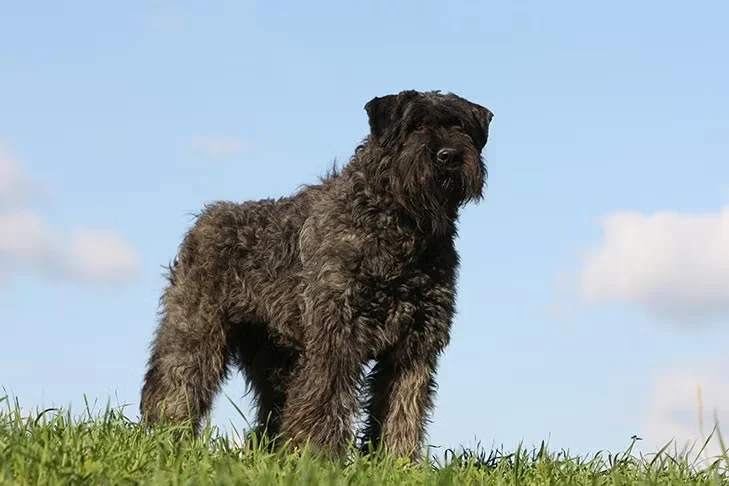 Bouvier des Flandres standing confidently on a hill, showcasing its powerful build and protective demeanor, relevant to personal protection dog breeds.
