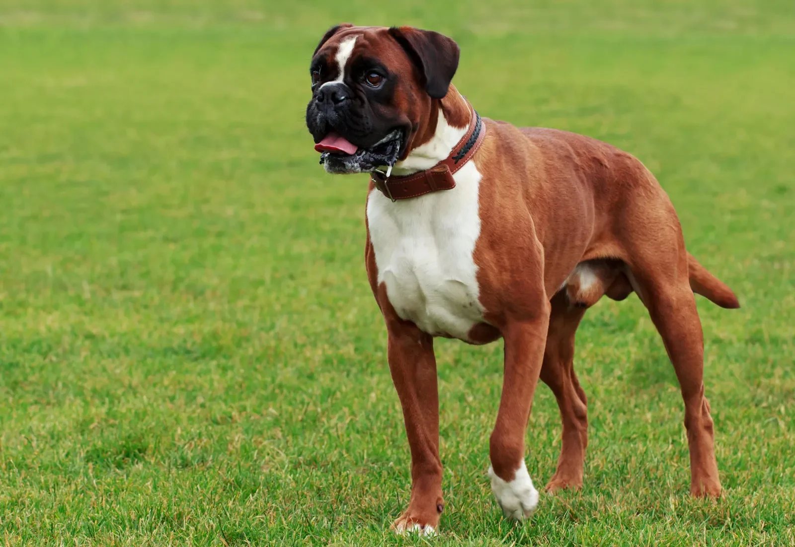 Boxer dog standing on green grass, showcasing its muscular build and alert expression, relevant to descriptions of intelligent, energetic family guardians.