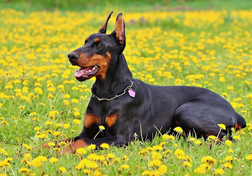 Doberman Pinscher lying in a field of yellow dandelions, showcasing its athletic build and alert demeanor, representing a breed known for personal protection and family loyalty.