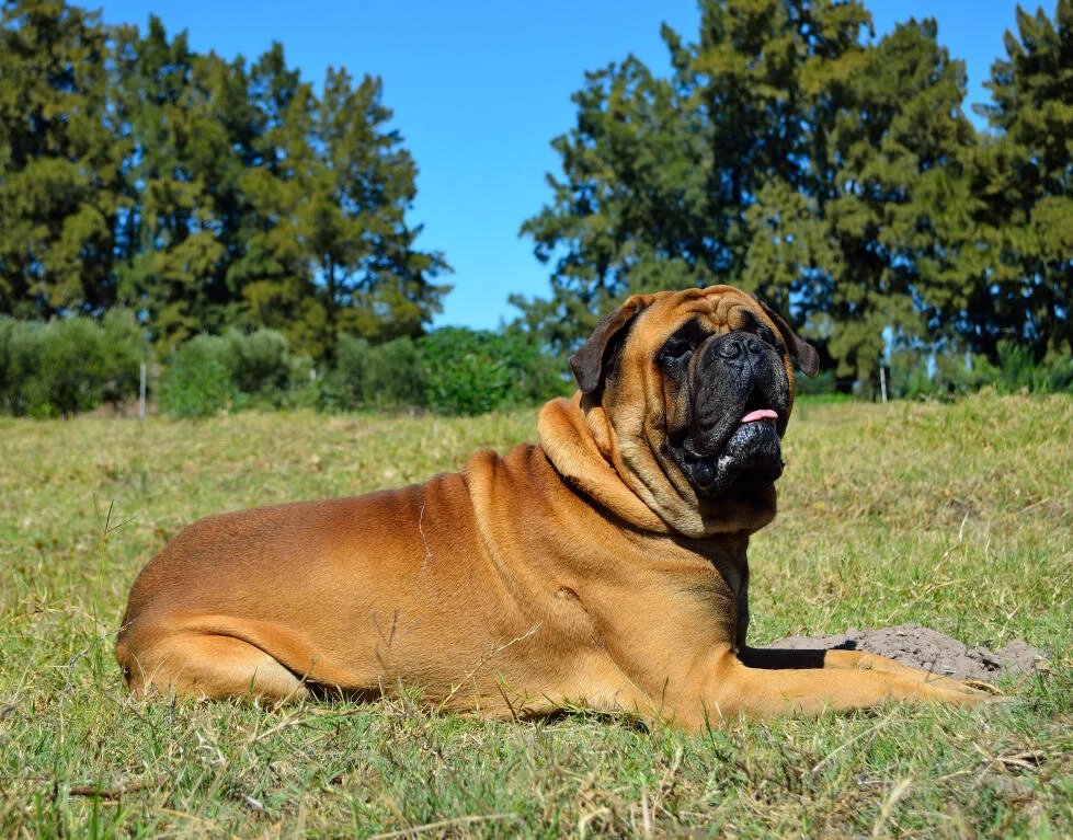 Bullmastiff lying on grass, showcasing its large, powerful build and calm demeanor, suitable for personal protection and family companionship.