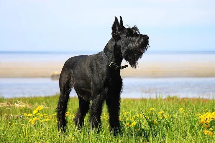 Giant Schnauzer standing in a grassy field near water, showcasing loyalty and protective instincts, relevant for family protection discussions.