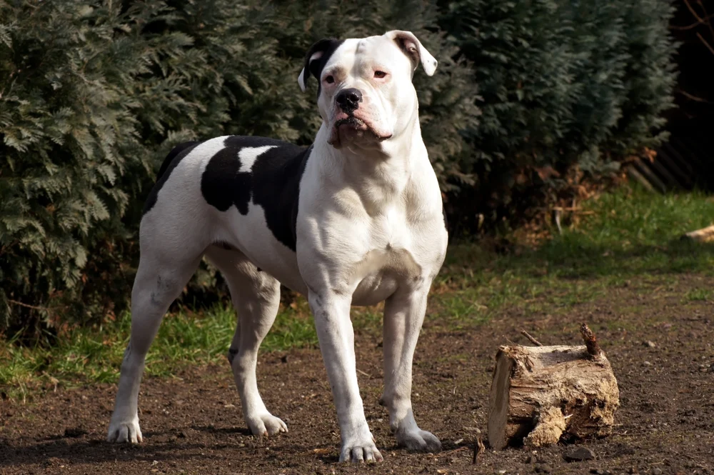 American Bulldog standing outdoors, showcasing strong build and loyal demeanor, with a natural protective instinct, relevant to personal protection dog breeds.