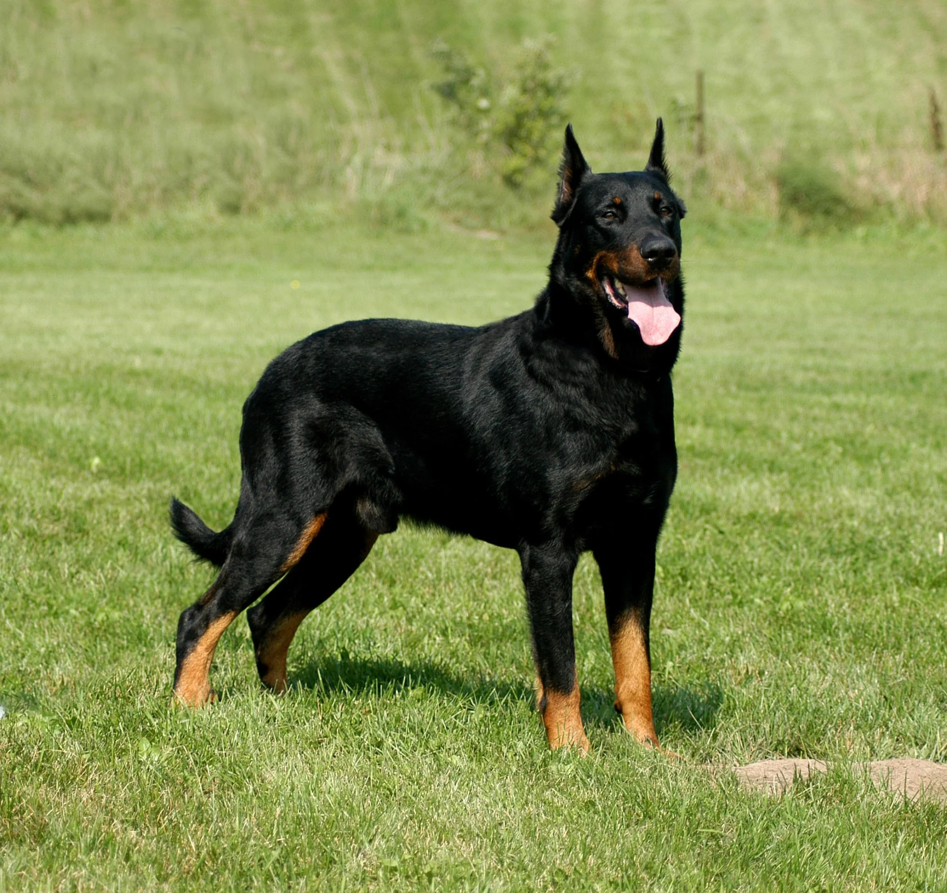 Beauceron dog standing in a grassy field, showcasing its athletic build and loyal demeanor, relevant to personal protection and guarding traits discussed on the page.