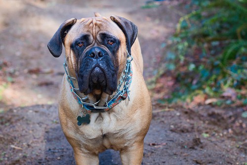 bullmastiff-family-protection-dogs-for-sale