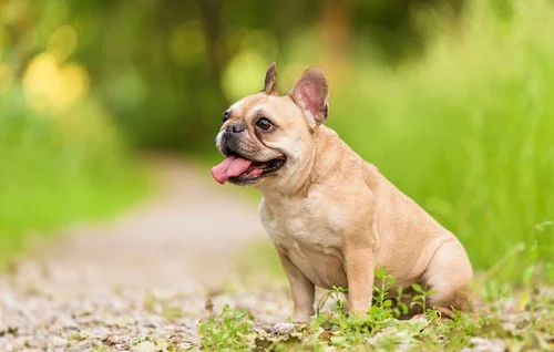 French Bulldog sitting on a path surrounded by greenery, showcasing its playful demeanor and friendly nature, ideal for companionship and home safety.