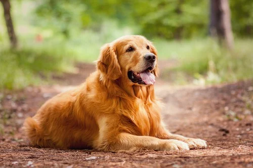 Golden Retriever lying on a forest path, showcasing its friendly demeanor and protective nature, ideal for companionship and safety for women living alone.