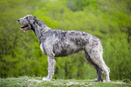Irish Wolfhound standing in profile against a green background, showcasing its large size and gentle demeanor, relevant to discussions of protective and loyal dog breeds for companionship.