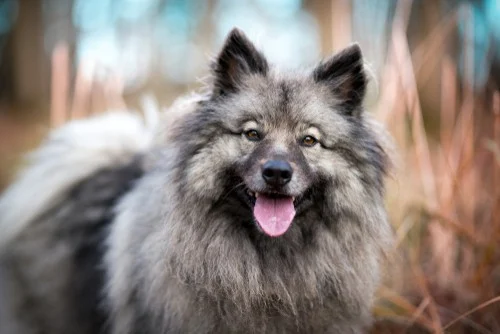 Keeshond dog with fluffy gray coat and playful expression, symbolizing affectionate companionship and suitability for women living alone.