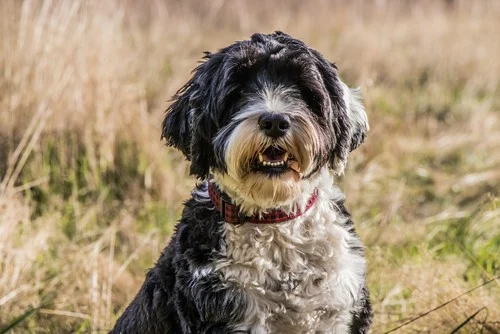 Portuguese Water Dog with a curly coat, sitting in a grassy field, showcasing its friendly demeanor, ideal for companionship and outdoor activities.