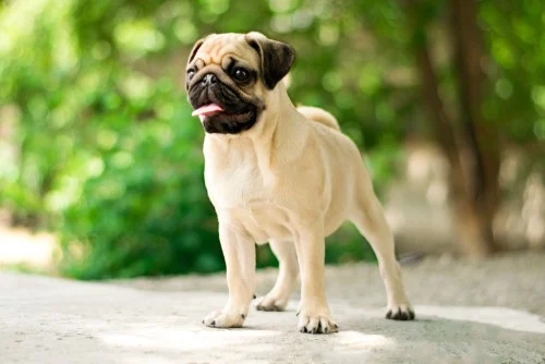 Pug standing outdoors with a playful expression, showcasing its sociable and affectionate nature, ideal for companionship and as a lap dog for women living alone.