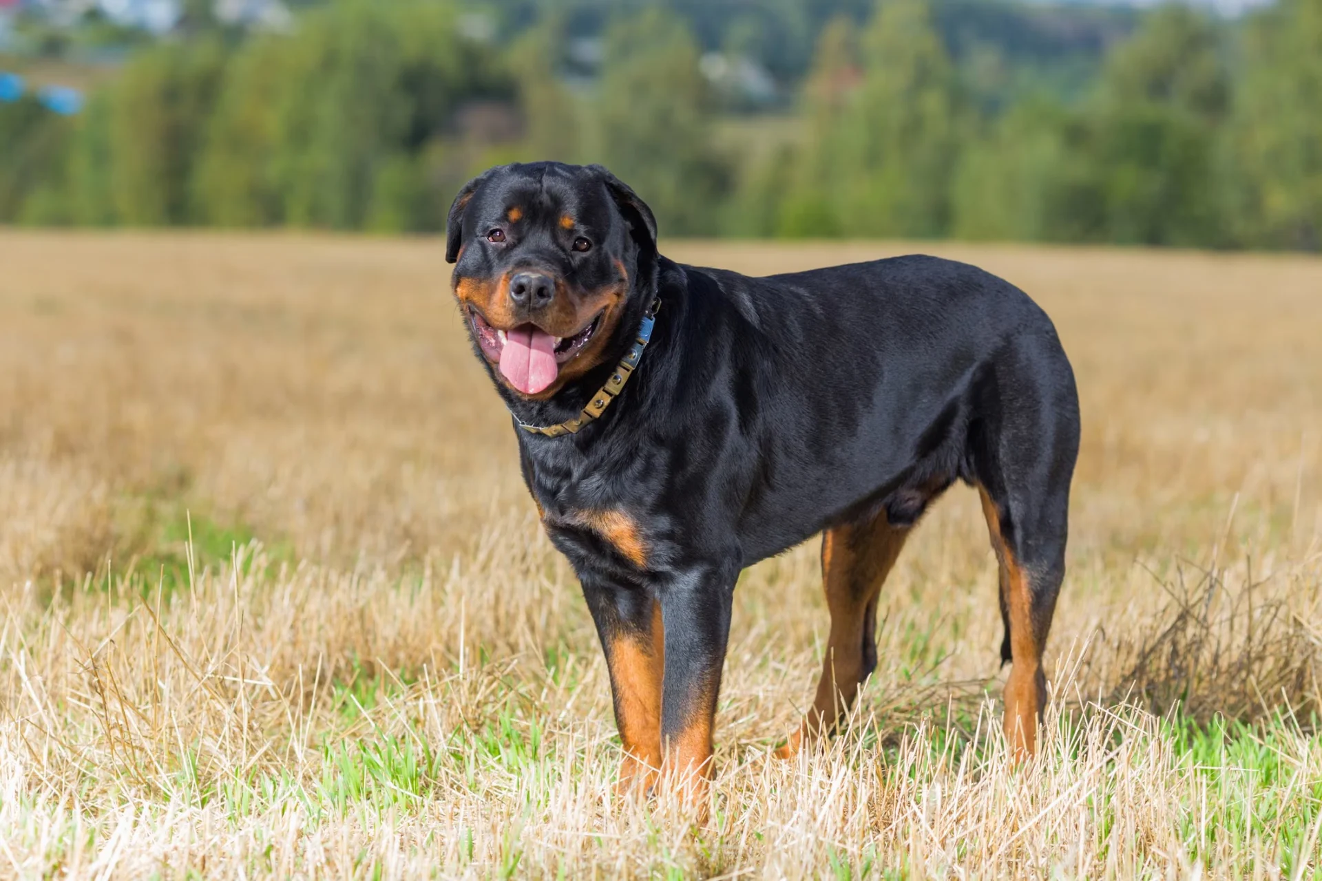 Rottweiler standing confidently in a field, showcasing strong protective instincts and loyalty, relevant to personal protection dog breeds.