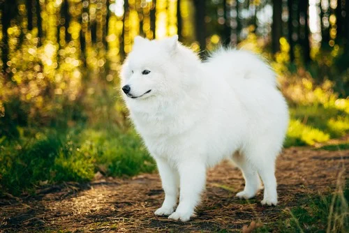 Samoyed dog standing in a forest setting, showcasing its fluffy white coat and friendly demeanor, relevant for discussions on companionship and safety for women living alone.
