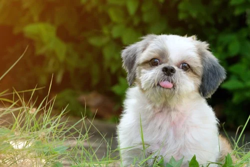 Shih Tzu dog sitting in grass, displaying playful demeanor and affectionate expression, relevant to companionship for women living alone.