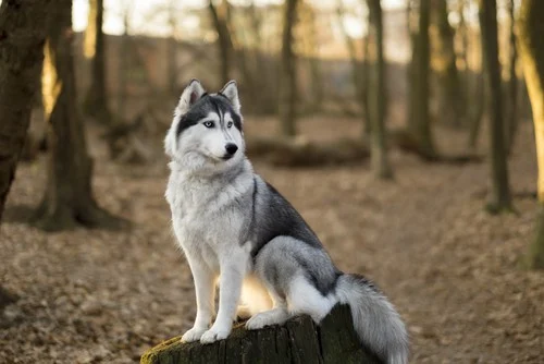 Siberian Husky sitting on a log in a forest, showcasing its striking gray and white coat, embodying the breed's playful and energetic nature, ideal for active companionship.