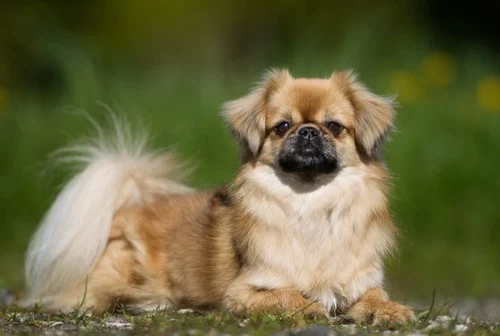 Tibetan Spaniel resting on grass, showcasing its fluffy coat and affectionate demeanor, relevant for women seeking companion dogs for city living.
