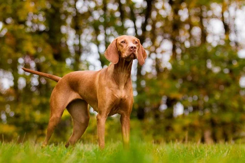 Energetic Vizsla dog standing in a grassy field, showcasing its lean and muscular build, ideal for active lifestyles and companionship.