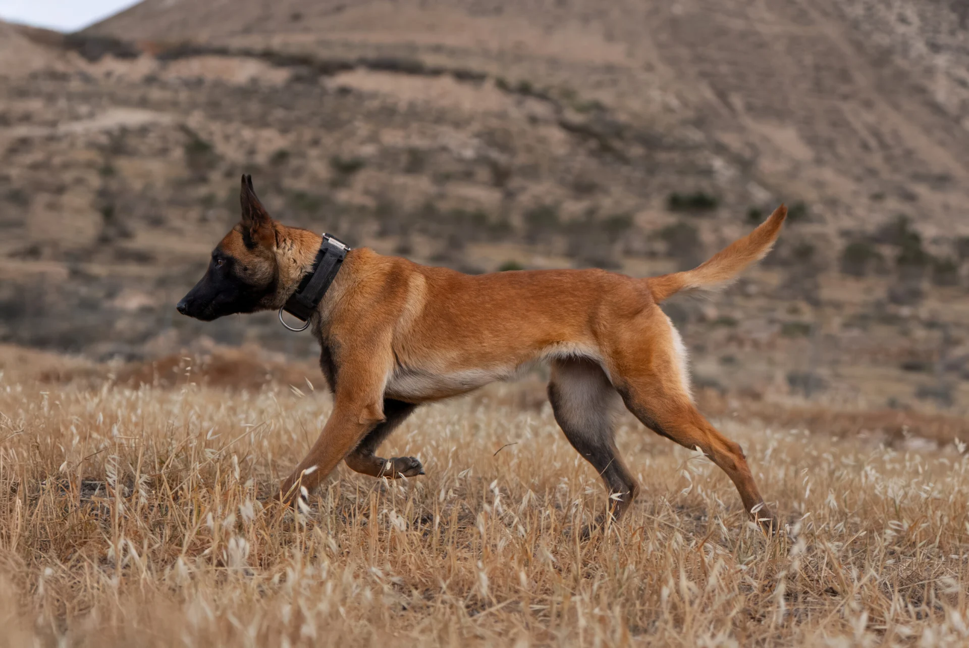 Belgian Malinois walking in a grassy field, showcasing agility and alertness, ideal for family protection and active lifestyles.