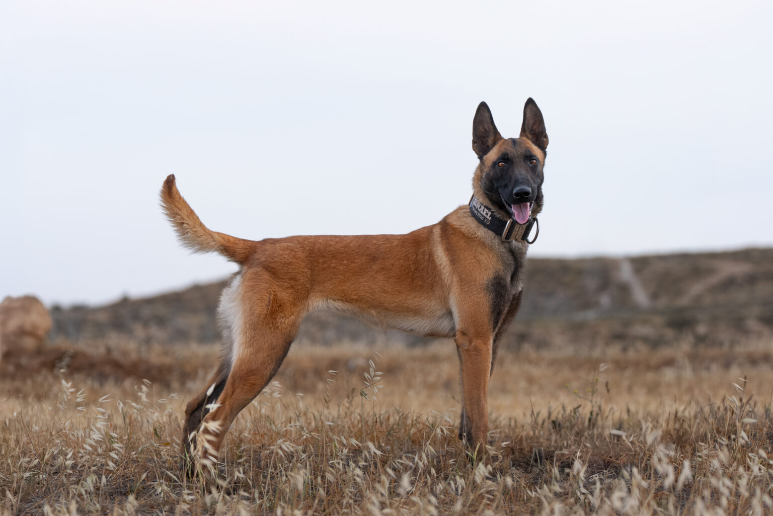 belgian malinois for sale - lola