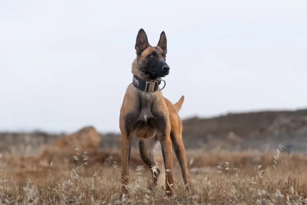 male Belgian Malinois standing in a field, showcasing a strong physique and alert posture, emphasizing qualities of a personal protection dog.