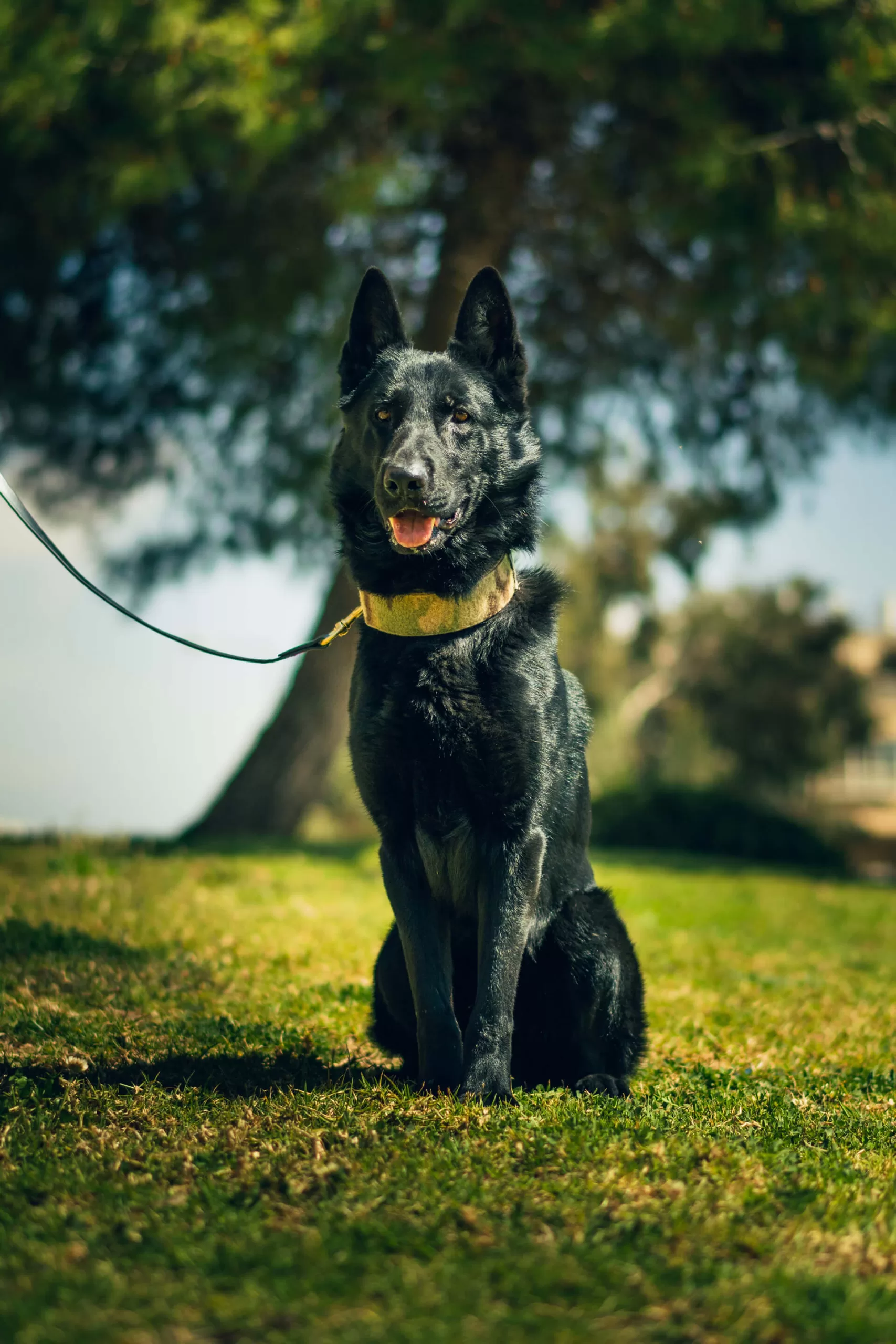 Israel K9 Protection|Home