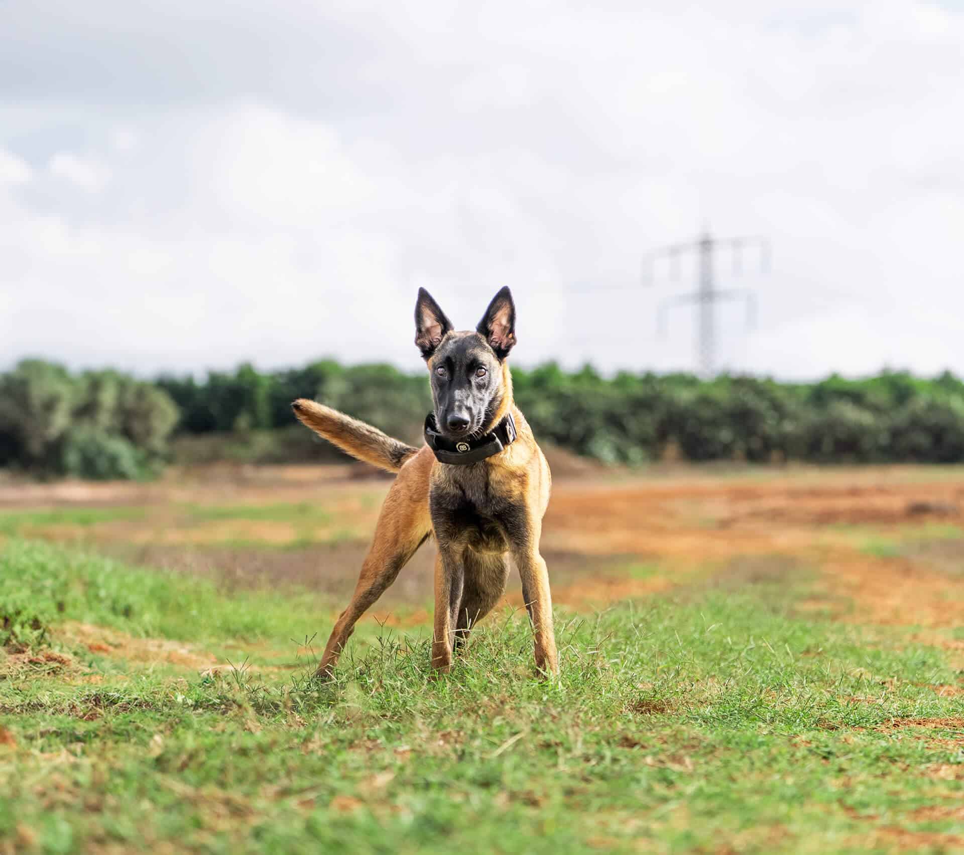 Israel K9 Protection | Recently Sold