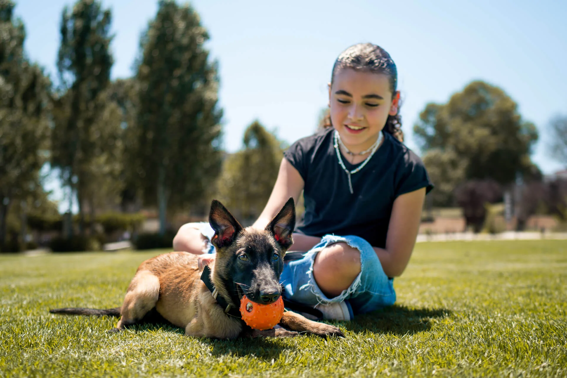 Girl playing with a Belgian Malinois dog holding an orange ball in a grassy park, showcasing companionship and training potential for protection dogs.