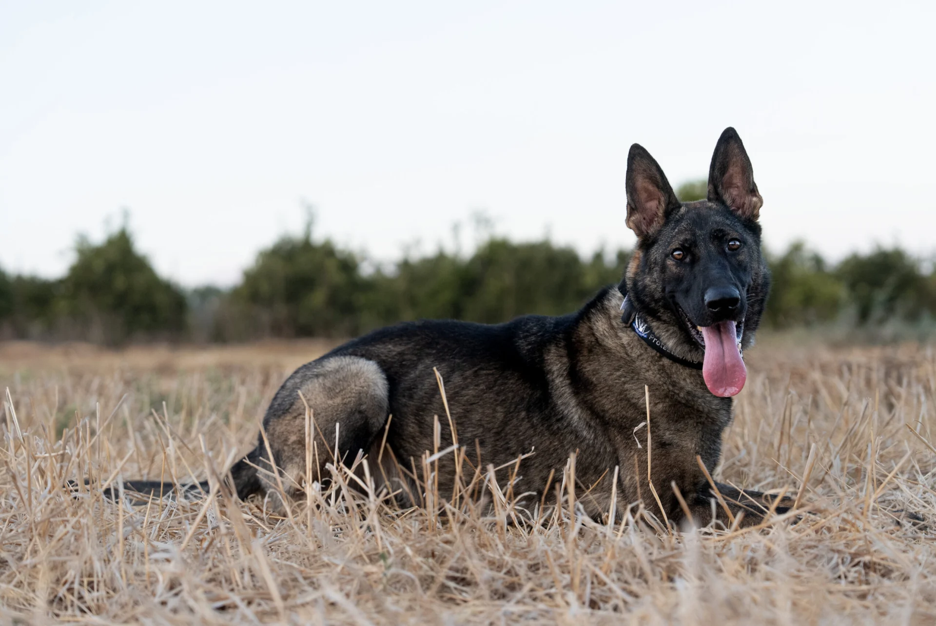 Professionally trained Belgian Malinois lying in a field, showcasing its alertness and readiness for protection roles.