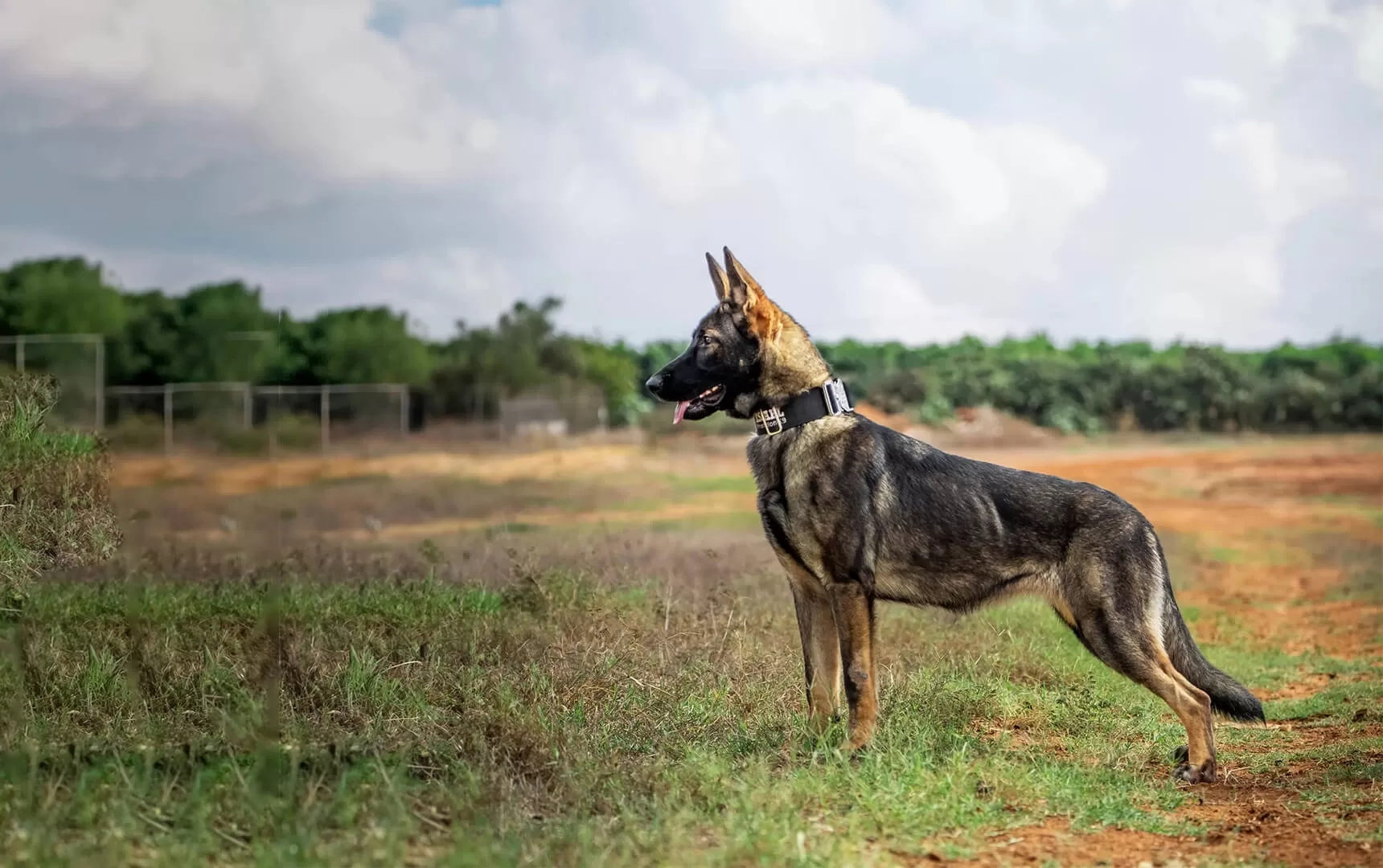 Israel K9 Protection | Recently Sold