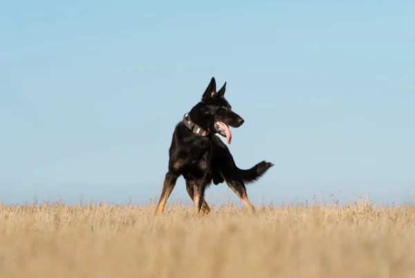 Confident male German Shepherd standing in a grassy field, showcasing a striking black coat with tan legs and a playful demeanor, embodying traits of companionship and protection.