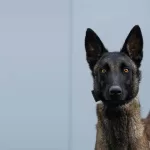Israel K9 Protection | What is a Personal Protection Dog?