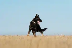 Meet Sky, an Israel Protection K9 dog.